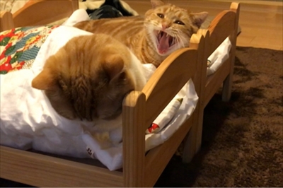 茶太郎 きなこの短足日記