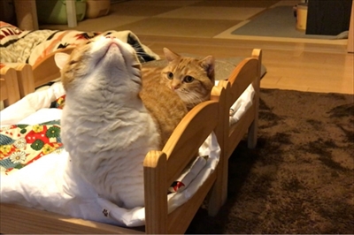 茶太郎 きなこの短足日記