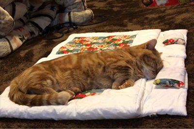 茶太郎 きなこの短足日記