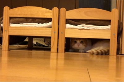 茶太郎 きなこの短足日記