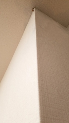 家の壁からキノコ