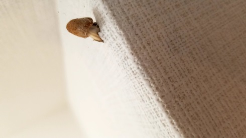 家の壁からキノコ