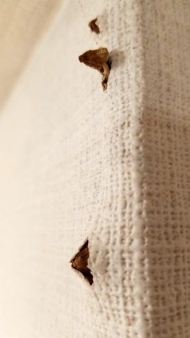 家の壁からキノコ