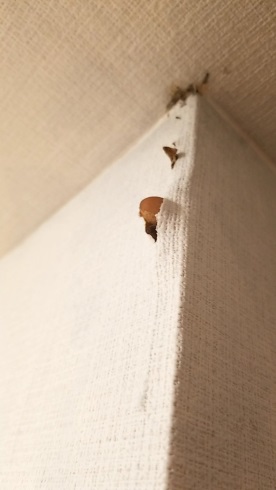 家の壁からキノコ