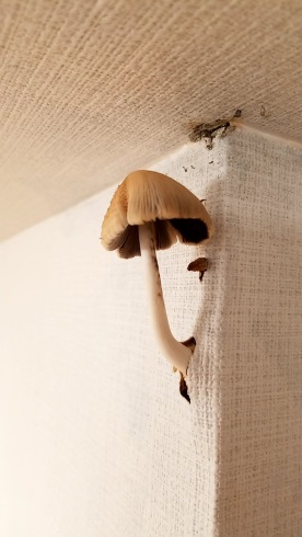 家の壁からキノコ