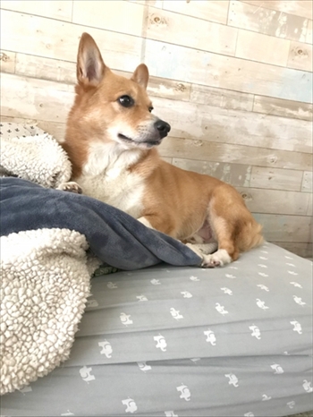 コギとボクのLA Life