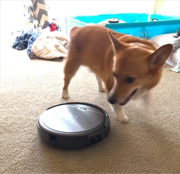 コギとボクのLA Life