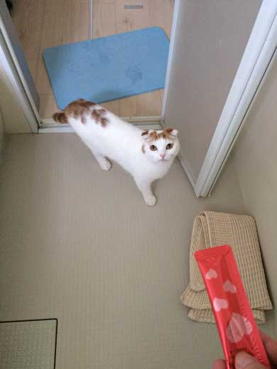 猫 5年ぶり 洗う 気付く 怒る