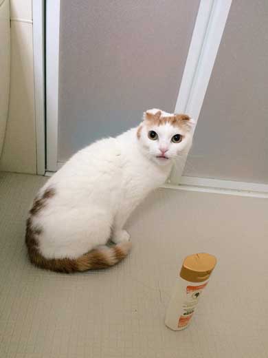 猫 5年ぶり 洗う 気付く 怒る