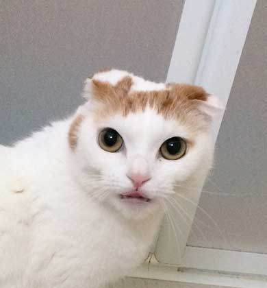 猫 5年ぶり 洗う 気付く 怒る