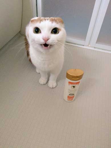 猫 5年ぶり 洗う 気付く 怒る