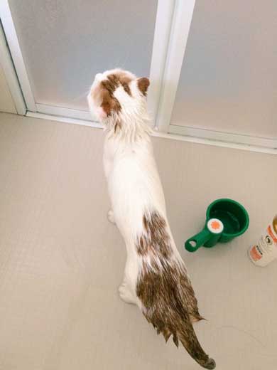 猫 5年ぶり 洗う 気付く 怒る
