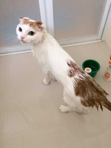 猫 5年ぶり 洗う 気付く 怒る