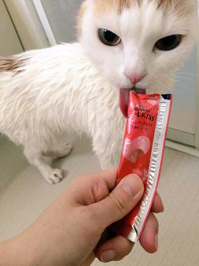 猫 5年ぶり 洗う 気付く 怒る