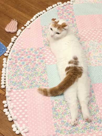猫 5年ぶり 洗う 気付く 怒る