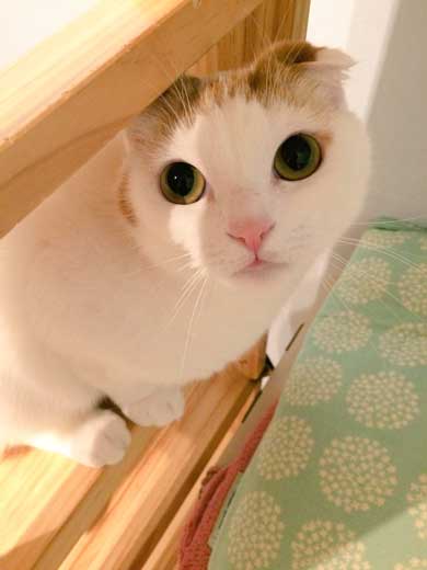 猫 5年ぶり 洗う 気付く 怒る