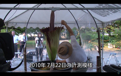 こんにゃくは英語で「Devil’s Tongue（悪魔の舌）」