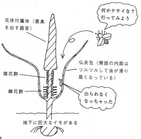 こんにゃくに「恐ろしい別名」がある理由 | ねとらぼ