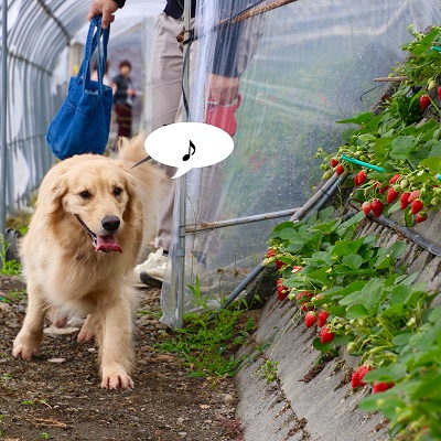 こー君　イチゴ狩り