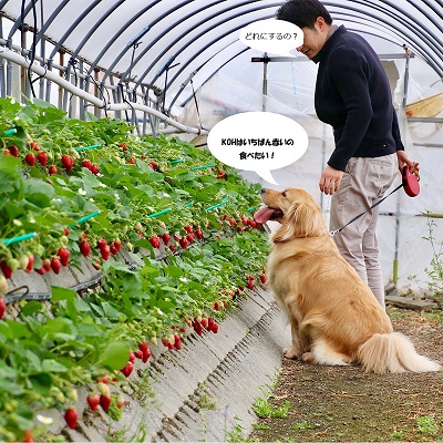 こー君　イチゴ狩り