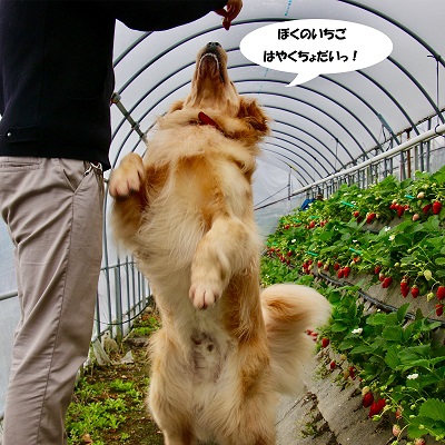 こー君　イチゴ狩り