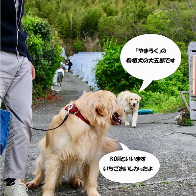 こー君　イチゴ狩り