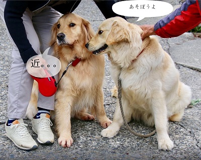 こー君　イチゴ狩り