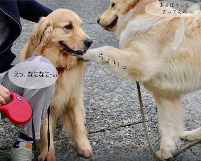 こー君　イチゴ狩り