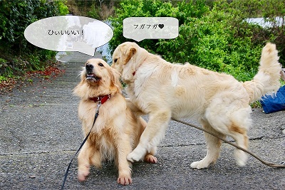 こー君　イチゴ狩り