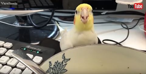 オカメインコ