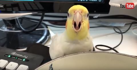 オカメインコ