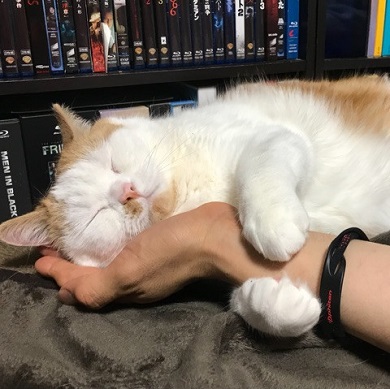 マンチカンズと仲間たち