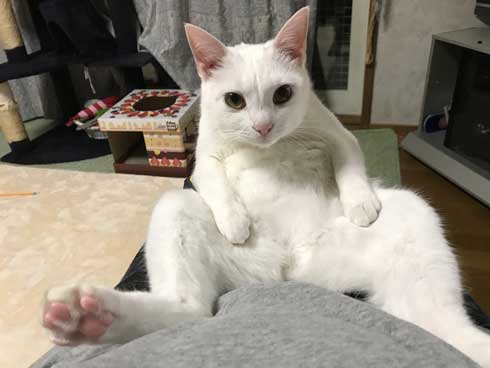 猫 膝の上 態度 でかい くつろぐ