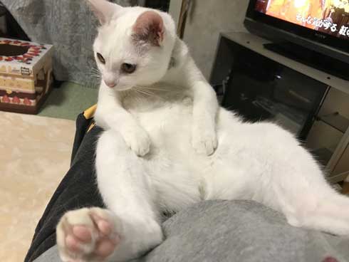 猫 膝の上 態度 でかい くつろぐ