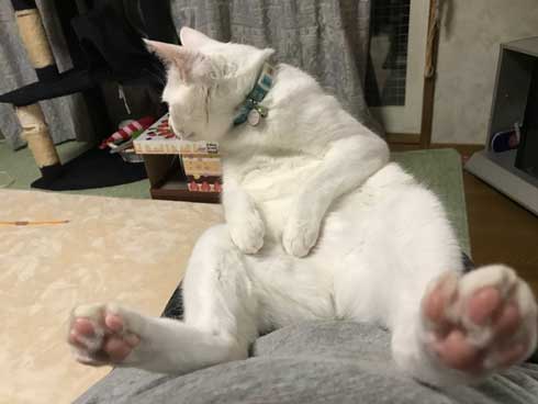 猫 膝の上 態度 でかい くつろぐ