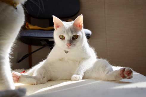 猫 膝の上 態度 でかい くつろぐ