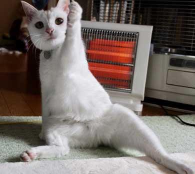 猫 膝の上 態度 でかい くつろぐ