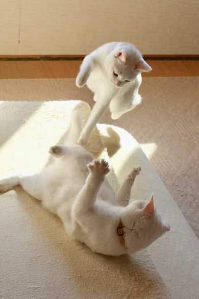 猫 膝の上 態度 でかい くつろぐ