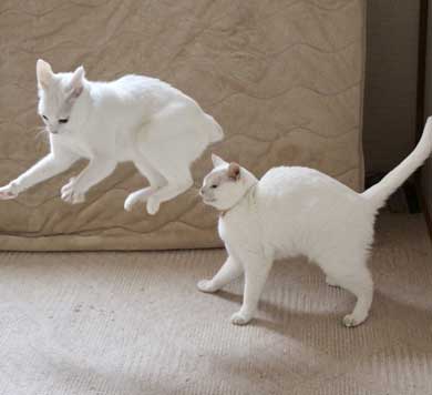 猫 膝の上 態度 でかい くつろぐ