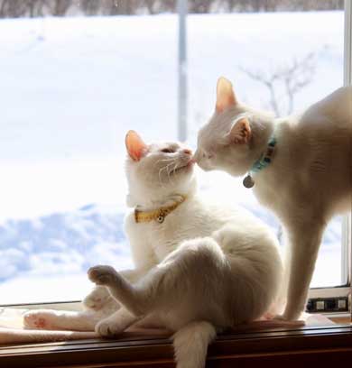 猫 膝の上 態度 でかい くつろぐ