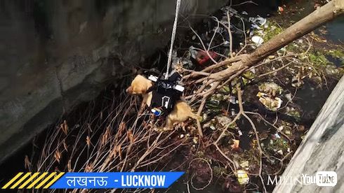 インド やりおるマン 子犬 救出