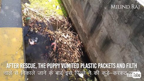 インド やりおるマン 子犬 救出