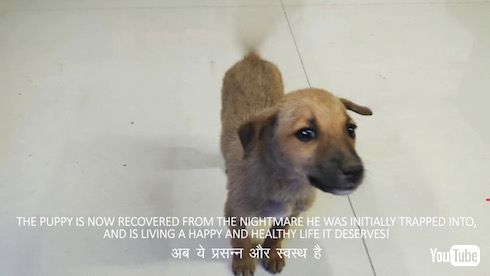 インド やりおるマン 子犬 救出