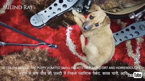 インド やりおるマン 子犬 救出