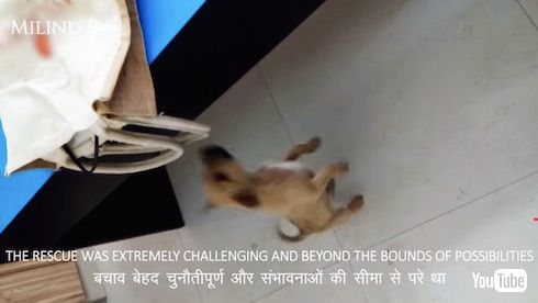 インド やりおるマン 子犬 救出