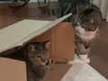 そのハコいただきニャ！　ちょいワルねこのまる君、先客ねこがいるダンボール箱を奪う