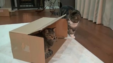 まるちゃん