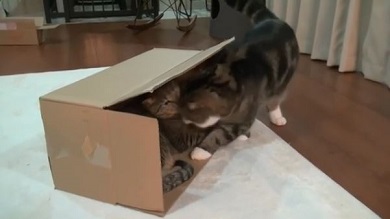 まるちゃん