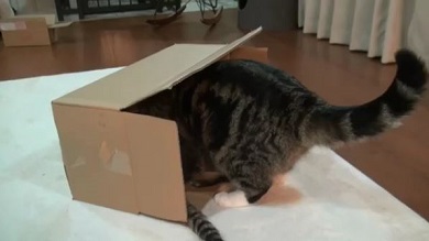 まるちゃん
