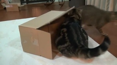 まるちゃん